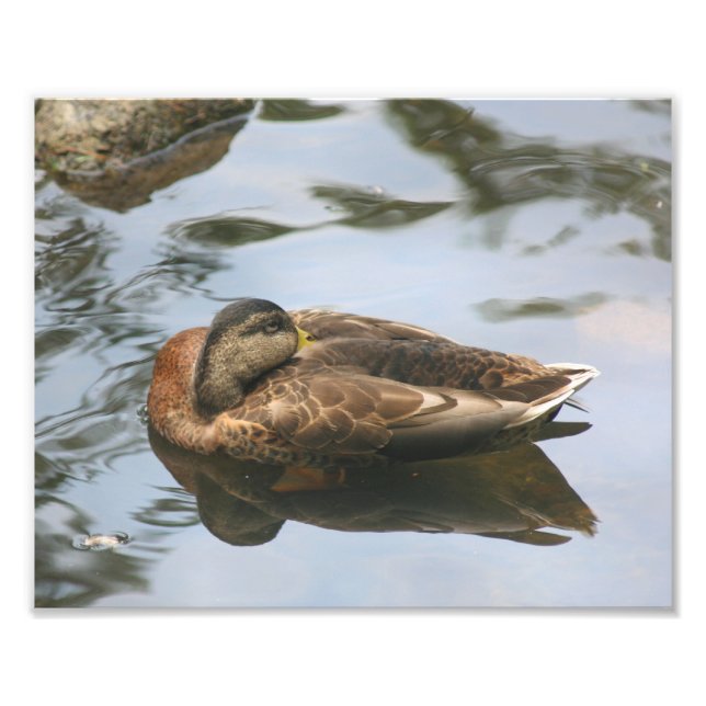 Foto Pato mallard marrón esbelto 10x8 Naturaleza (Frente)