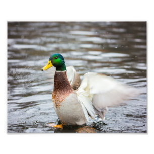 Foto Pato Mallard Secando Sus Alas - Impresión fotográf