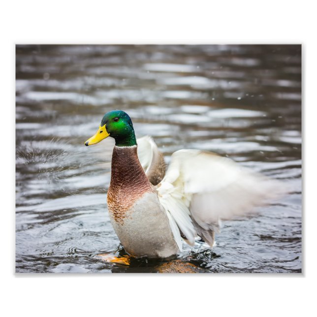Foto Pato Mallard Secando Sus Alas - Impresión fotográf (Frente)
