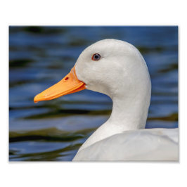 Foto Pato mallorquín blanco