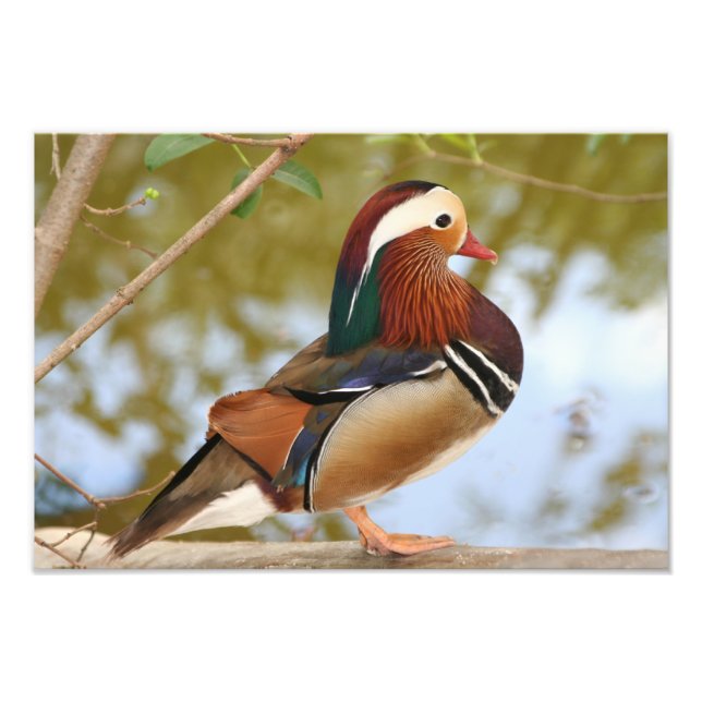 Foto Pato Mandarin (Frente)