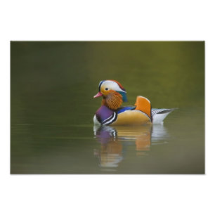 Foto Pato mandarín salvaje Aix galericulata) sobre oscu