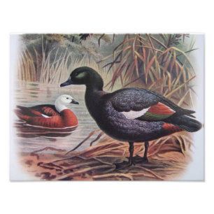 Foto Pato Paraiso Vintage