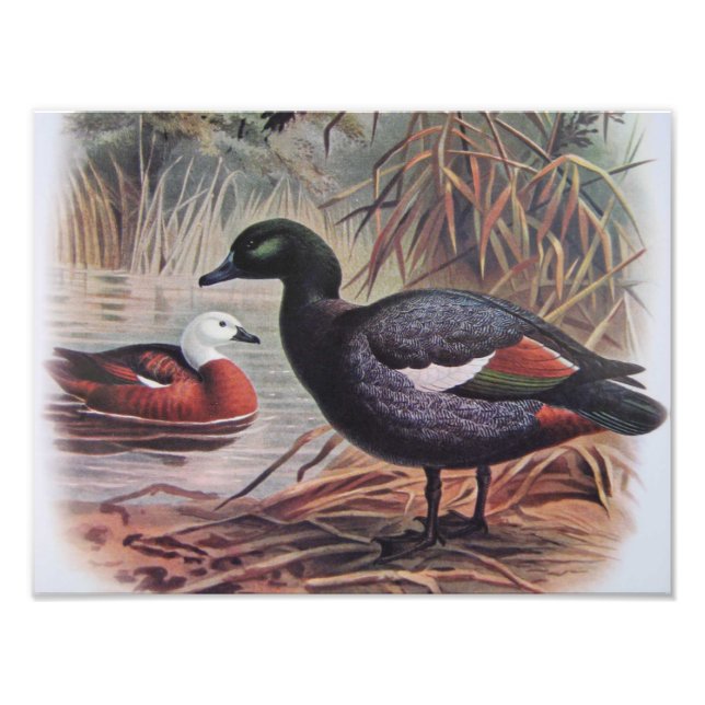 Foto Pato Paraiso Vintage (Frente)