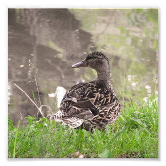 Foto Pato Real