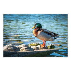 Foto Pato Real de pie sobre rocas de la orilla del lago