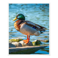Pato Real Macho Posado sobre Piedras en la Orilla