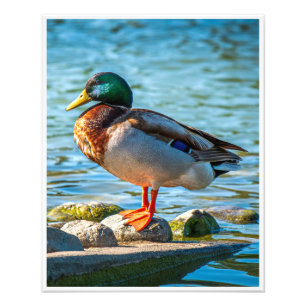 Foto Pato Real Macho Posado sobre Piedras en la Orilla 