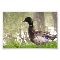 Pato Real Pensativo
