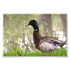 Foto Pato Real Pensativo