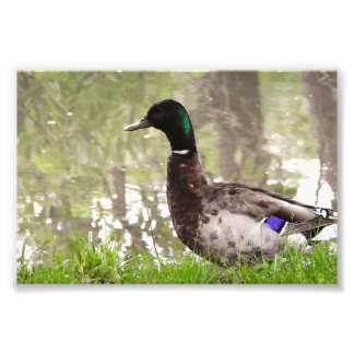 Foto Pato Real Pensativo