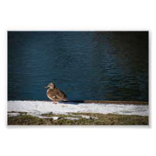Foto Pato solitario