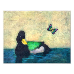 Foto Pato Y Mariposa