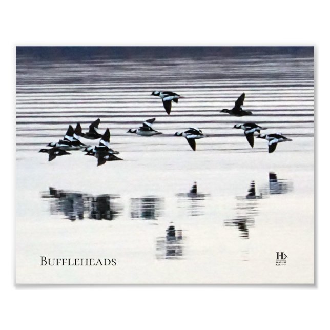Foto Patos Bufflehead en el lago Higgins (Frente)