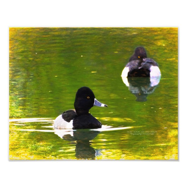 Foto Patos de Cuello Rojo Pájaros Blancos y Negros Agua (Frente)