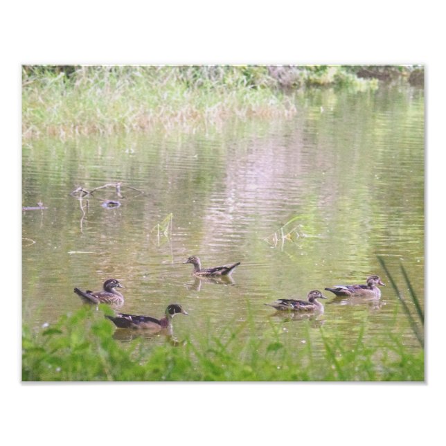Foto Patos de madera socializando (Frente)