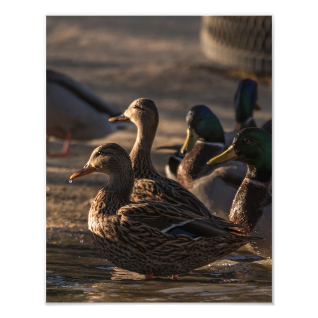 Foto Patos Mallard Femeninos De 2318 (Frente)
