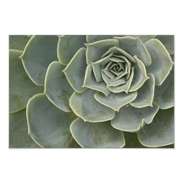 Foto Patrón de cactus (Frente)