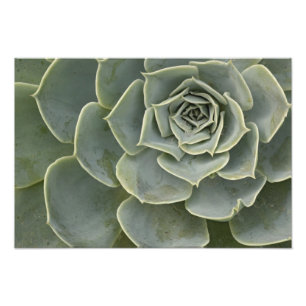 Foto Patrón de cactus