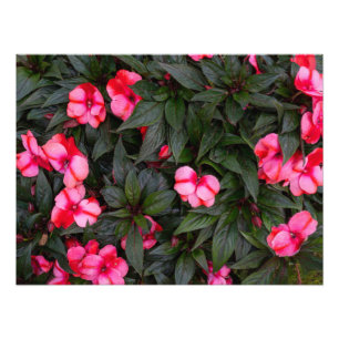 Foto Patrón de flores de impatiens de Nueva Guinea de c