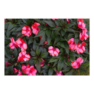 Foto Patrón de flores de impatiens de Nueva Guinea rosa