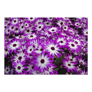 Foto Patrón de flores, Jardines Kuekenhof, Lisse,