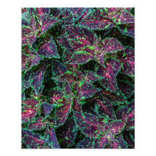 Foto Patrón de hojas de Coleus vibrantes.