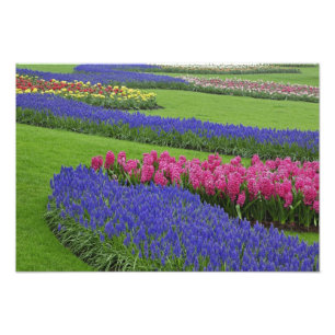 Foto Patrón de jacinto de uva, tulipanes y