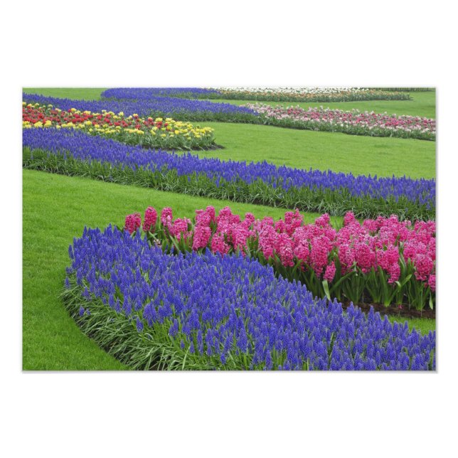 Foto Patrón de jacinto de uva, tulipanes y (Frente)