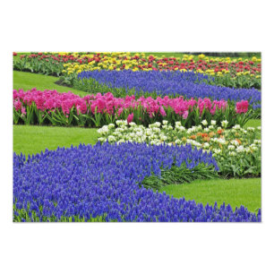 Foto Patrón de jacinto de uva, tulipanes y 3