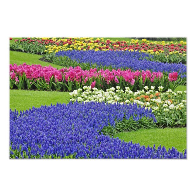 Foto Patrón de jacinto de uva, tulipanes y 3 (Frente)