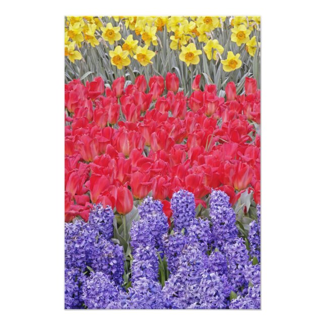 Foto Patrón de jacinto, tulipanes y narcisos, (Frente)