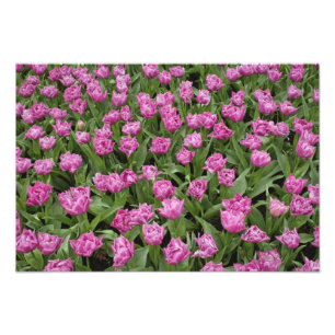 Foto Patrón de jardín de tulipanes, Jardines Keukenhof,