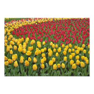 Foto Patrón de jardín de tulipanes, Jardines Keukenhof,