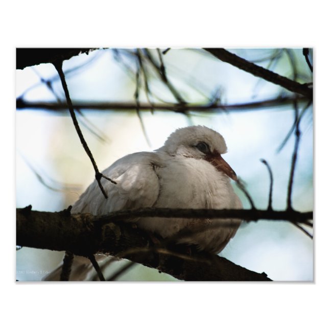 Foto Patrón de línea (Frente)