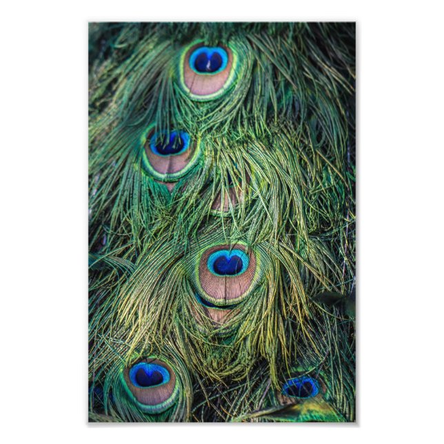 Foto Patrón de plumas de pavo real (Frente)