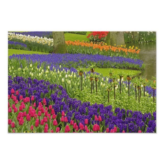 Foto Patrón de tulipanes jacinto y jacinto de uva (Frente)