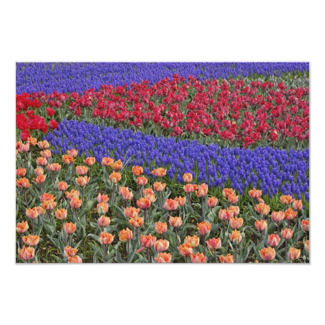 Foto Patrón de tulipanes y flores de jacinto de uva, (Frente)