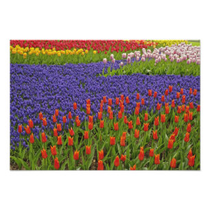 Foto Patrón de tulipanes y flores de jacinto de uva, 2