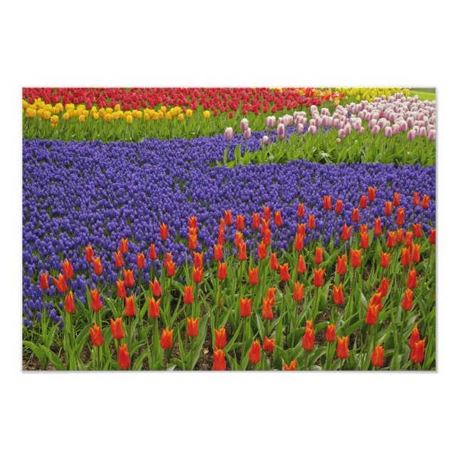 Foto Patrón de tulipanes y flores de jacinto de uva, 2 (Frente)