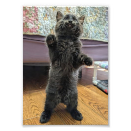 Foto Patsy the Baby Bear (but older)