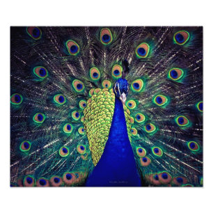 Foto Pavo Real Azul Cobalto
