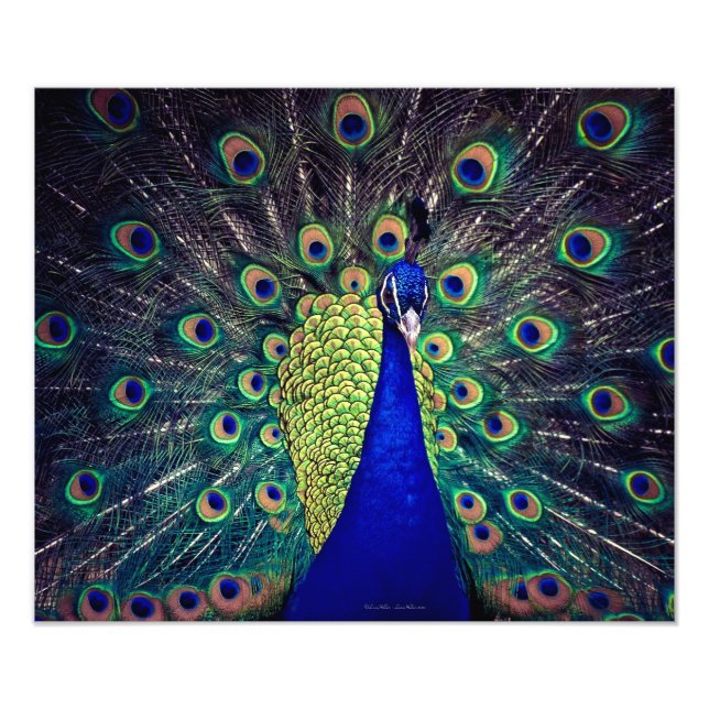Foto Pavo Real Azul Cobalto (Frente)