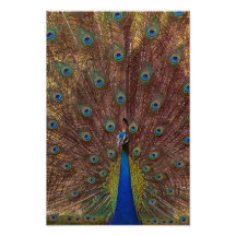 Pavo Real Bailando (Retrato)
