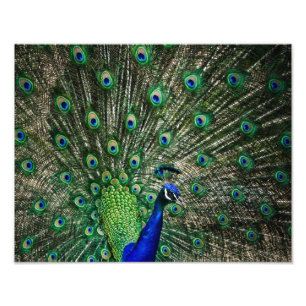 Foto Pavo real brillante