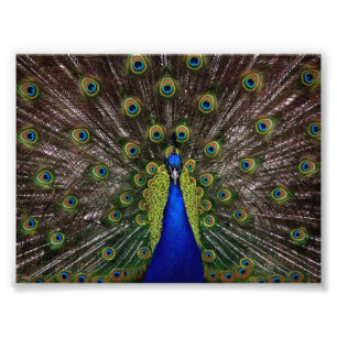Foto Pavo Real Hermoso