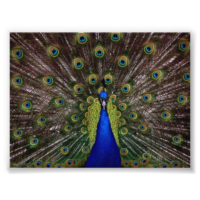 Foto Pavo Real Hermoso (Frente)