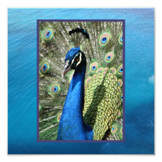 Foto Pavo real sobre fondo oceánico