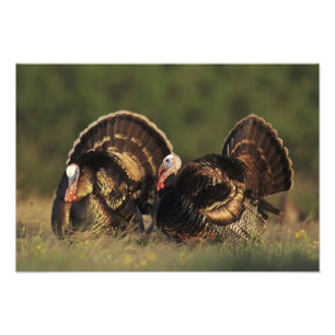Foto Pavo silvestre, Meleagris gallopavo,machos