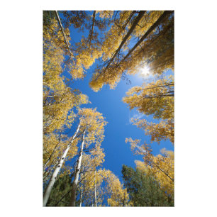 Foto Paz y serenidad en el Aspen